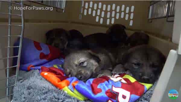 After being abandoned in the desert, a mother dog and her six puppies are rescued.
