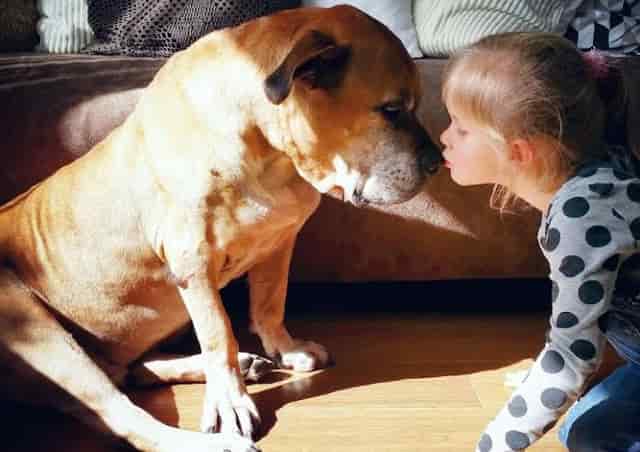 Memorable moment: This 6-year-old girl had to say goodbye to her loyal friend Jaden. accompany him in his final moments. 