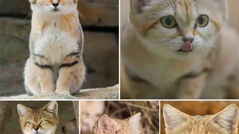 TN. Elusive Sand Cat Kittens Finally Caught on Film in Their Native Wilderness