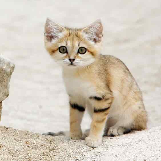 TN. Elusive Sand Cat Kittens Finally Caught on Film in Their Native Wilderness