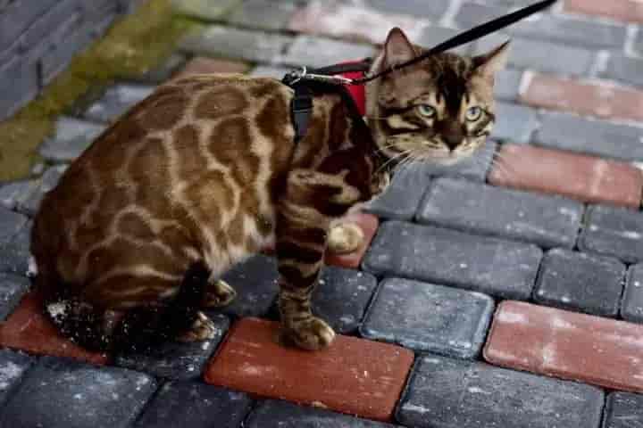 Bengal Cat: A Wild Beauty in the Heart of the City