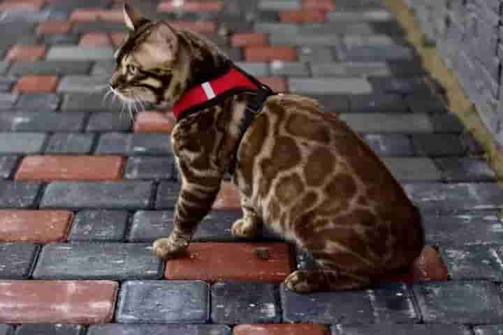 Bengal Cat: A Wild Beauty in the Heart of the City