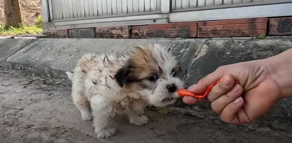 Seeing a hungry, homeless puppy scrounging for food on the street pulled at my heartstrings, sparking an urgent need to help. 