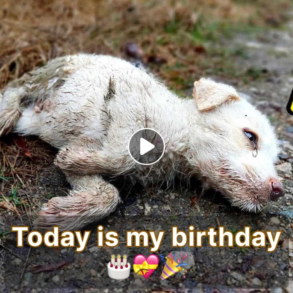 A Heartwarming Rescue and a Special Birthday Celebration