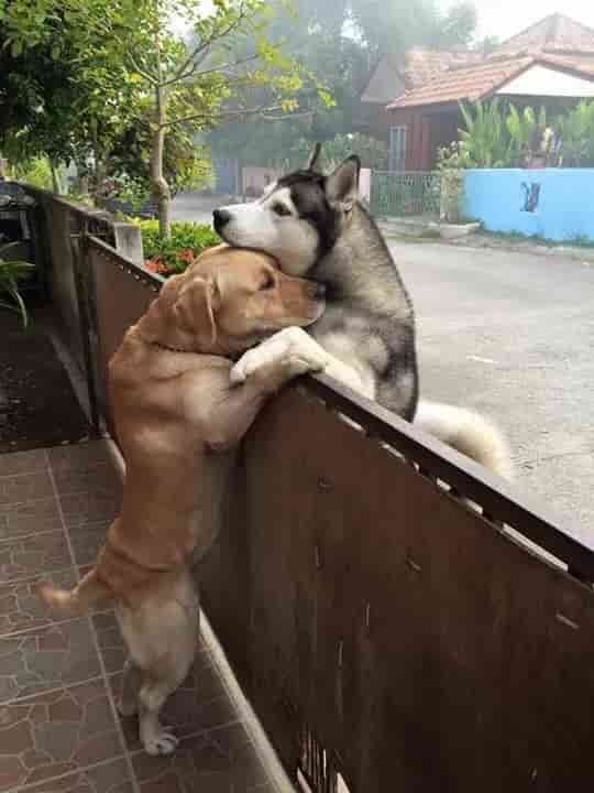 A lone Husky breaks free from his enclosure to reunite with his cherished companion.