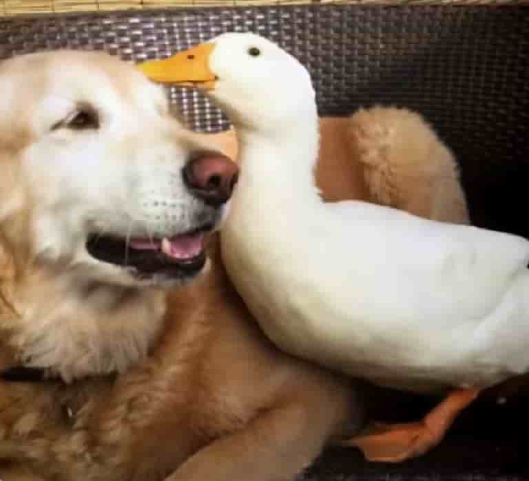 Memorable Companionship: The Remarkable Bond Between a Puppy and a Duckling