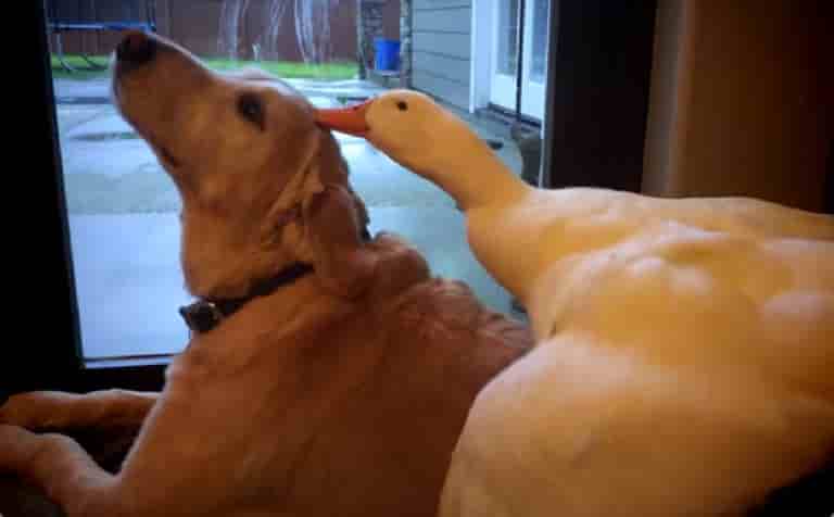 Memorable Companionship: The Remarkable Bond Between a Puppy and a Duckling